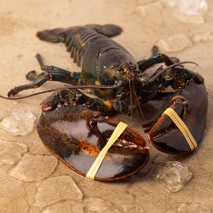 Live Lobster 살아있는 활 랍스터 1.1 ~ 1.2kg